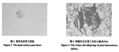 液氮運(yùn)輸罐短期儲(chǔ)存胚胎的可行性研究的結(jié)果